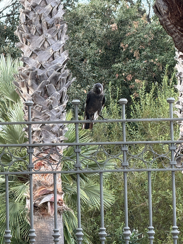 Eurasian Jackdaw