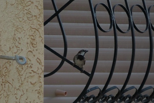 House Sparrow