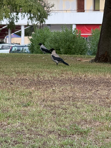 Hooded Crow