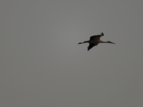European White Stork