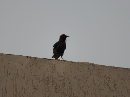 Spotless Starling