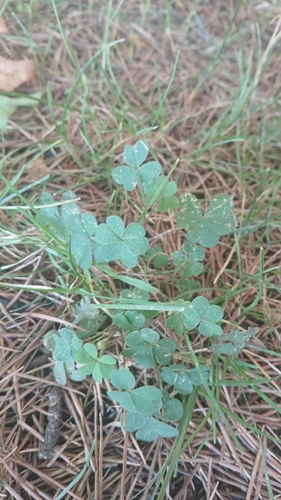 Creeping Woodsorrel