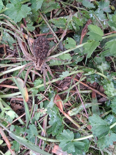 Radiated Wolf Spider