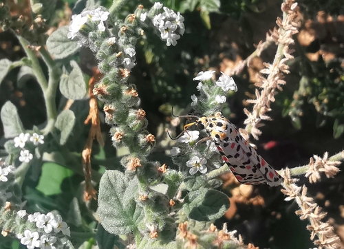 Crimson-speckled Flunkey