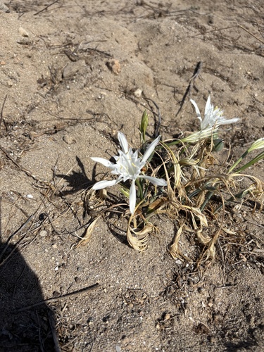 Sea Daffodil