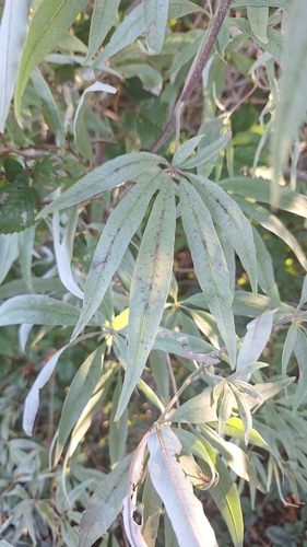 Lilac chaste tree