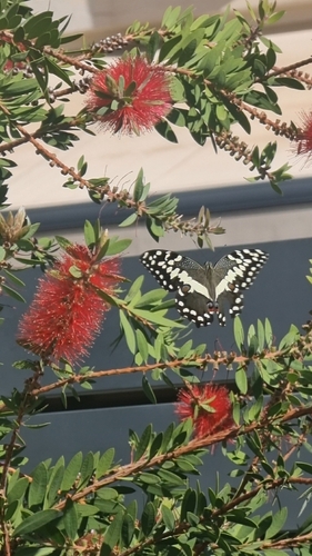 Citrus Swallowtail