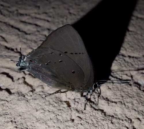 Black-spot Hairstreak