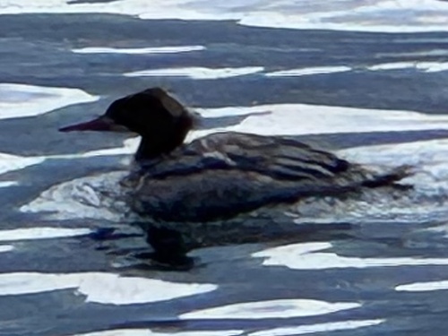 Common Merganser