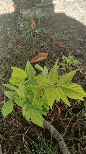 tree-of-heaven