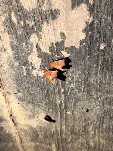 Herald Moth