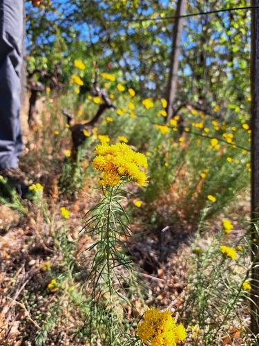 Goldilocks Aster