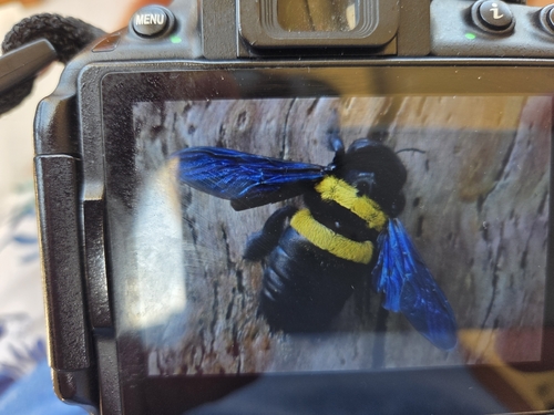 Double-banded Carpenter Bee