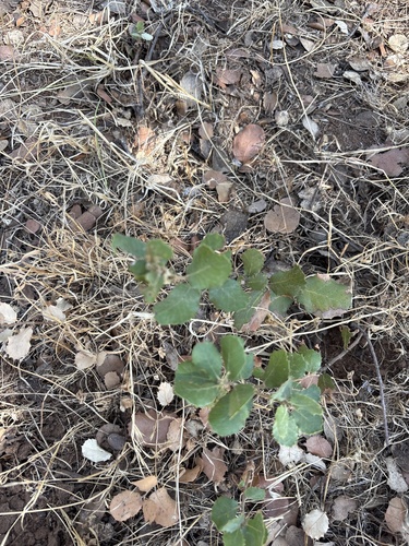sweet acorn oak
