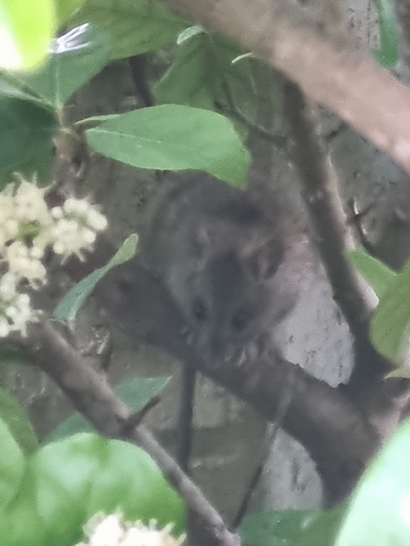 Black Rat