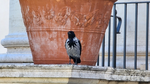 Hooded Crow