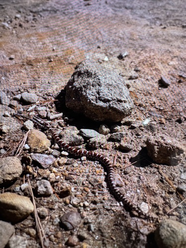 Eastern Milksnake