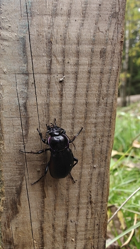 Bronze Ground Beetle