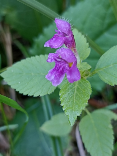 Hairy Hemp-nettle