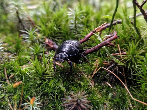 Woodland Dor Beetle