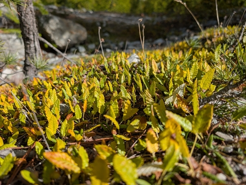 Eight-petal Mountain-Avens
