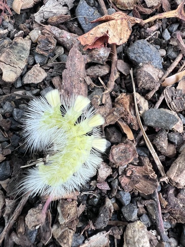 Pale Tussock Moth