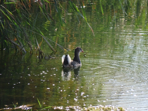 Eurasian Common Moorhen