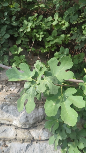 common fig