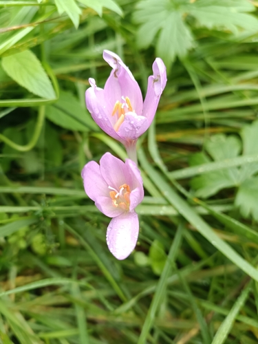 Autumn Crocus