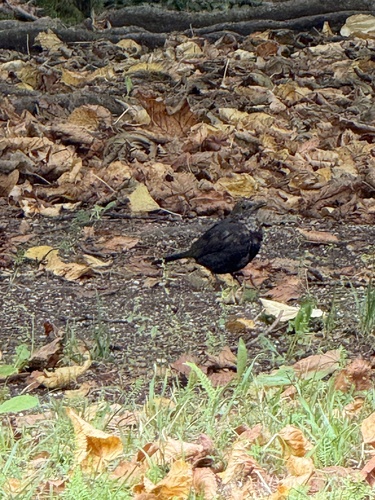 Eurasian Blackbird