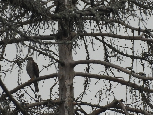 Eurasian Sparrowhawk