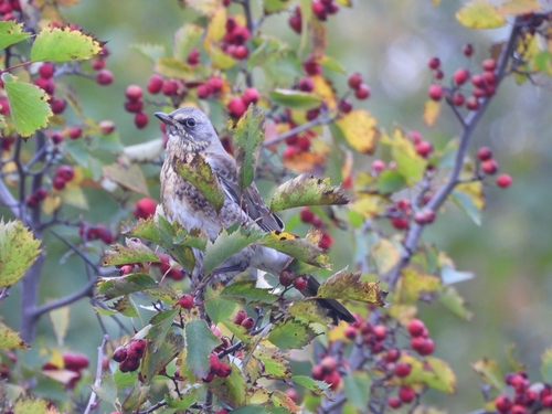 Fieldfare
