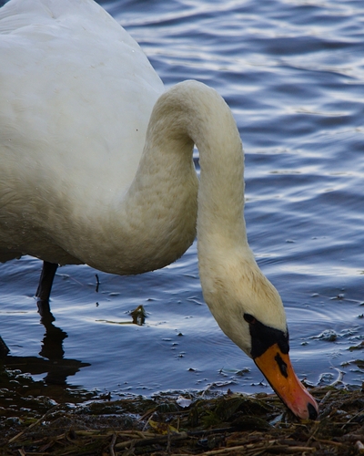 Mute Swan