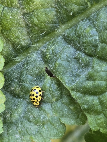 22-spot Ladybird