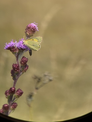 Orange Sulphur