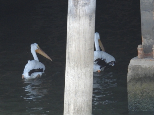 American White Pelican