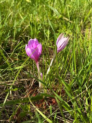 Autumn Crocus