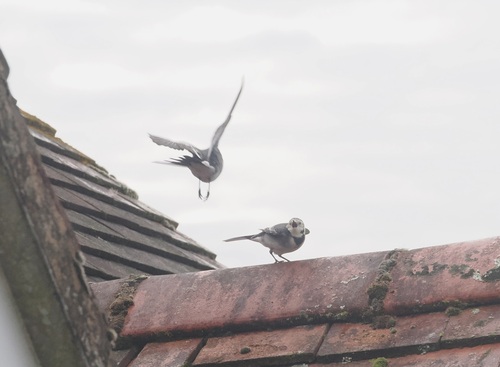 Pied Wagtail