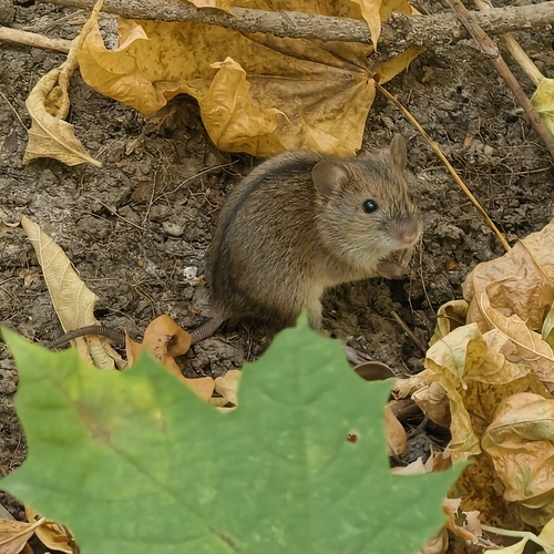 Striped Field Mouse