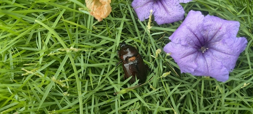 Coconut Rhinoceros Beetle