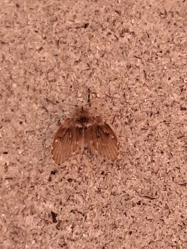 Bathroom Moth Fly