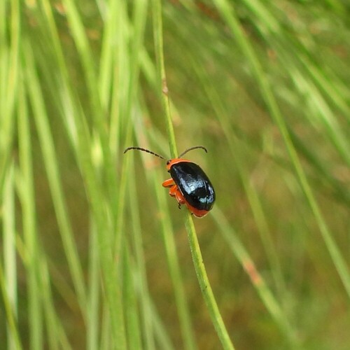 Shiny Flea Beetle