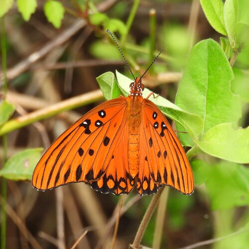 Gulf Fritillary