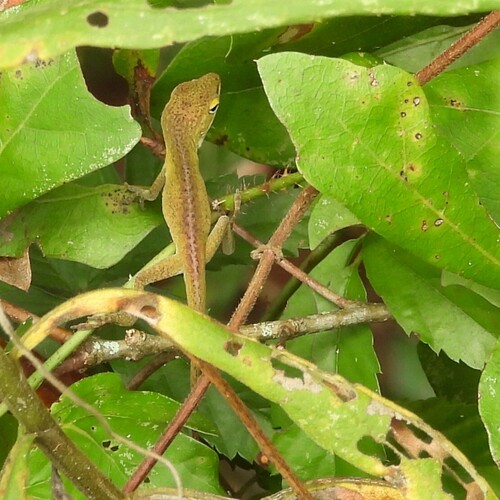 Green Anole