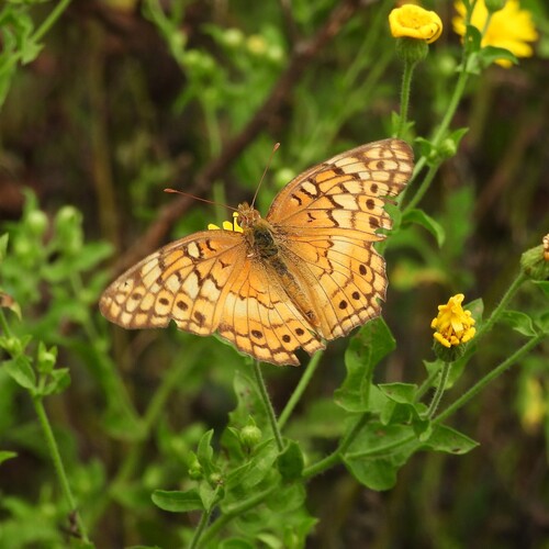 Variegated Fritillary