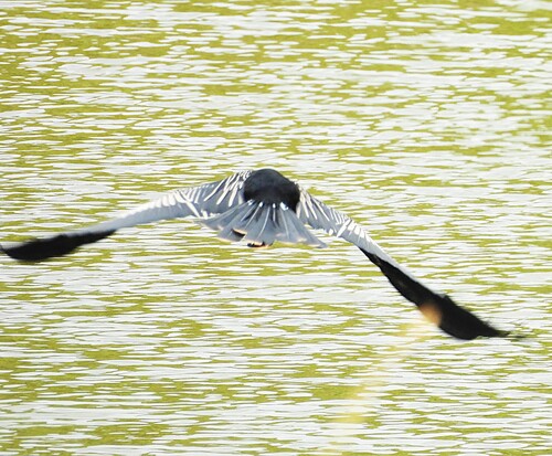 Anhinga