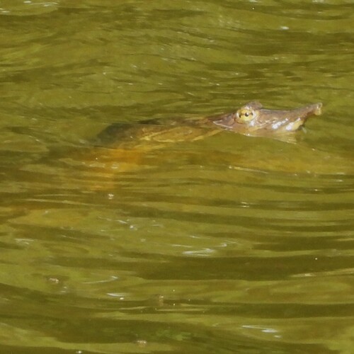 Spiny Softshell