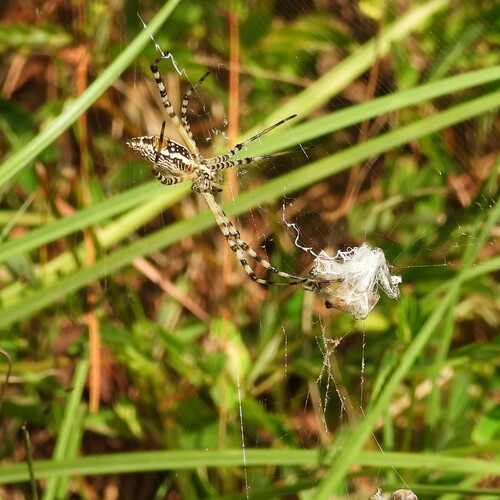 Banded Garden Spider
