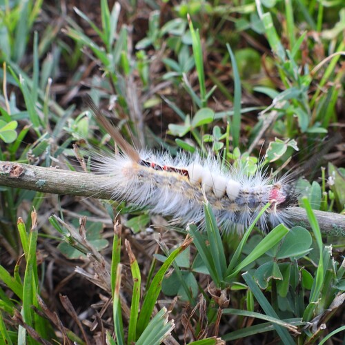 White-marked Tussock Moth