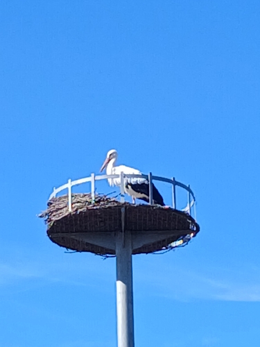 White Stork